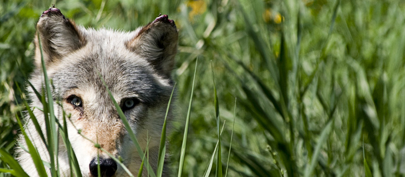 Zakaz polowań na wilki przy granicy z Polską